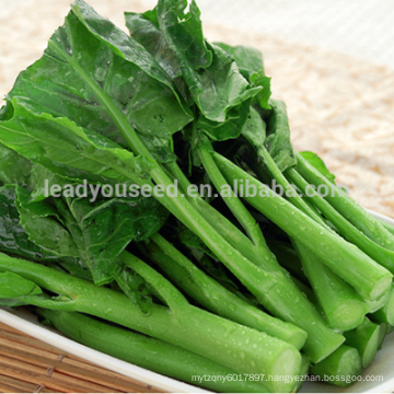 NCS03 Marcher quality chinese flowering cabbage seeds for growing